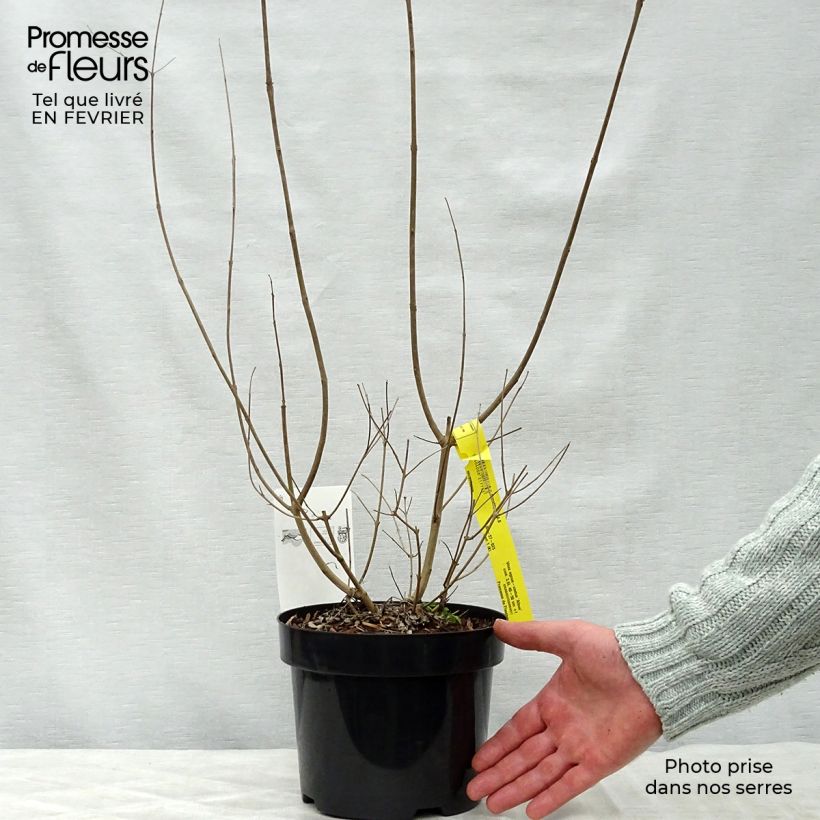 Spécimen de Vitex agnus-castus Albus - Gattilier blanc Pot de 3L/4L tel que livré en hiver