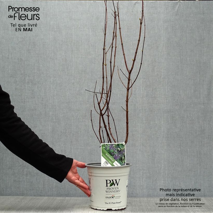 Spécimen de Vitex agnus-castus Blue Didley® - Gattilier Pot de 3L/4L tel que livré au printemps