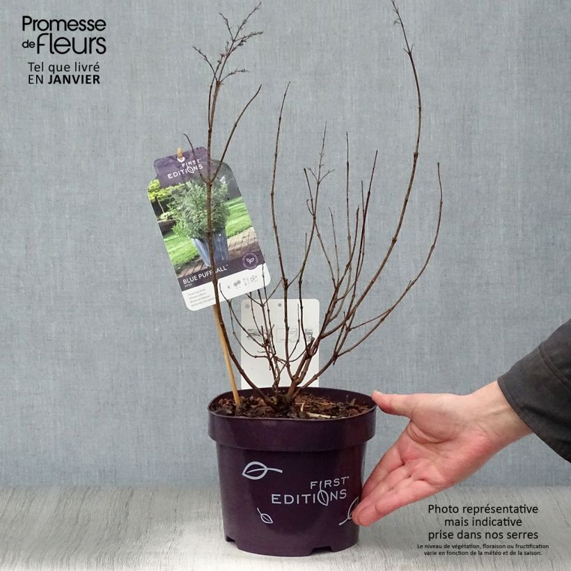 Spécimen de Vitex agnus-castus Blue Puffball - Gattilier Pot de 3L/4L tel que livré en hiver