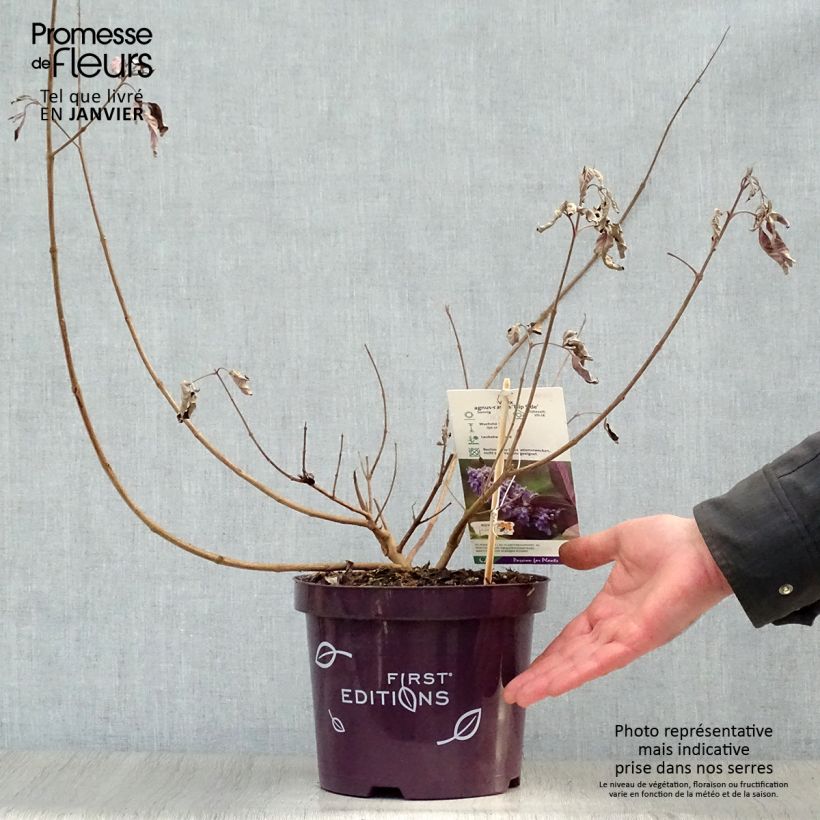 Spécimen de Vitex agnus-castus Flip Side - Gattilier Pot de 3L/4L tel que livré en hiver