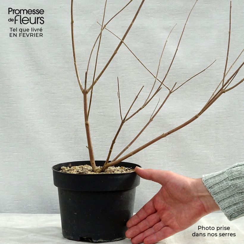 Spécimen de Vitex agnus castus Latifolia - Gattilier Pot de 2L/3L tel que livré en hiver