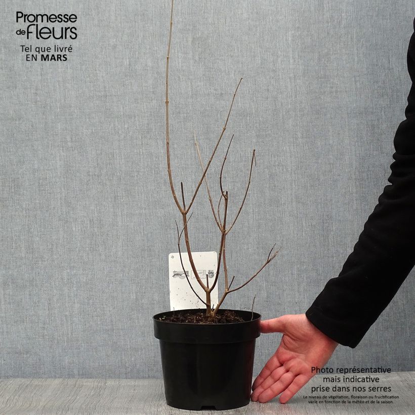 Spécimen de Vitex agnus castus Latifolia - Gattilier Pot de 2L/3L tel que livré au printemps