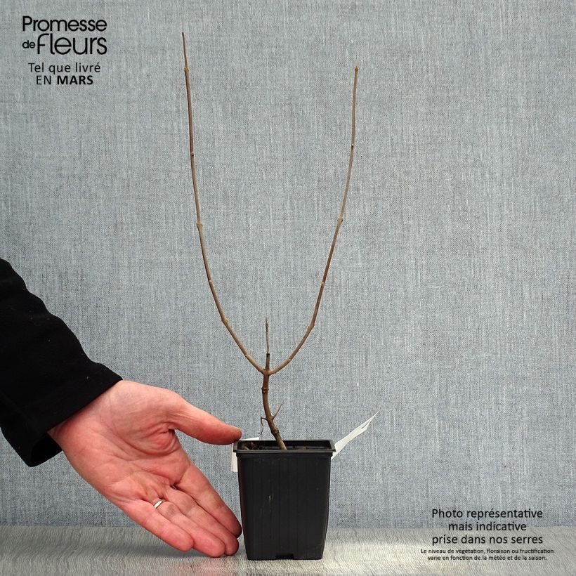 Spécimen de Vitex agnus castus Latifolia - Gattilier Godet de 8/9 cm tel que livré au printemps