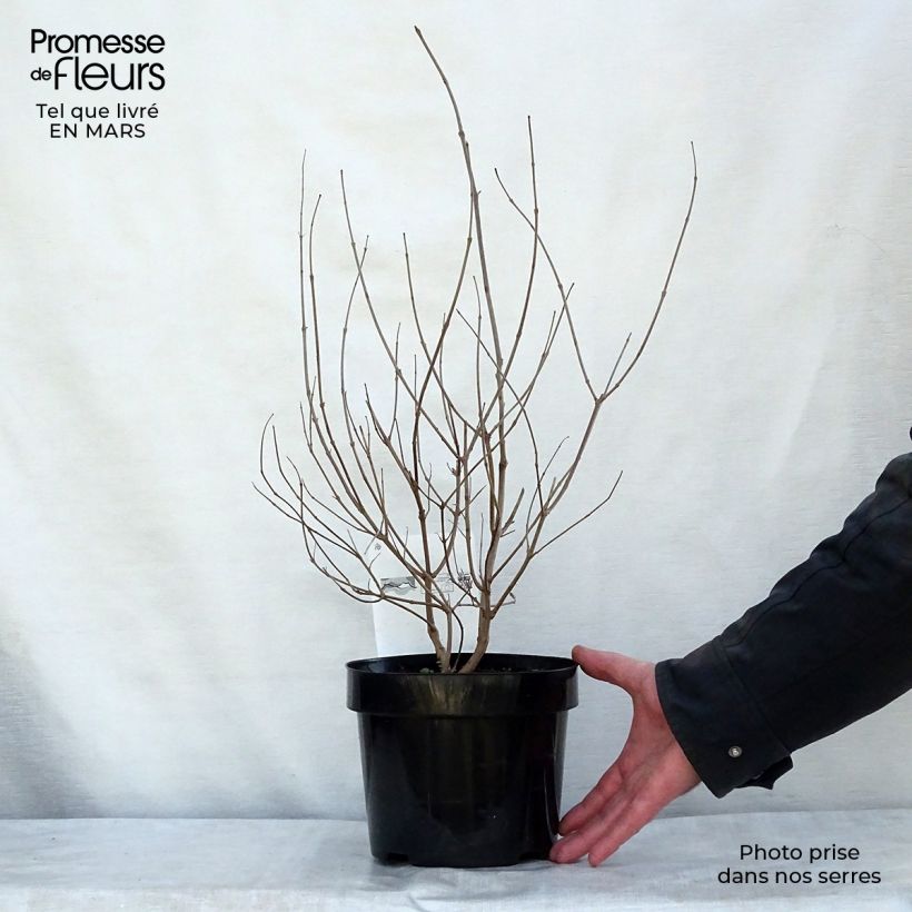 Exemplaar van Vitex agnus-castus Pink Pinnacle Pot van 3 l/4 l zoals geleverd in de lente