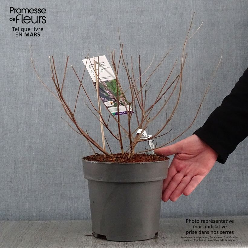 Spécimen de Vitex agnus-castus Pink Pinnacle Pot de 3L/4L tel que livré en hiver