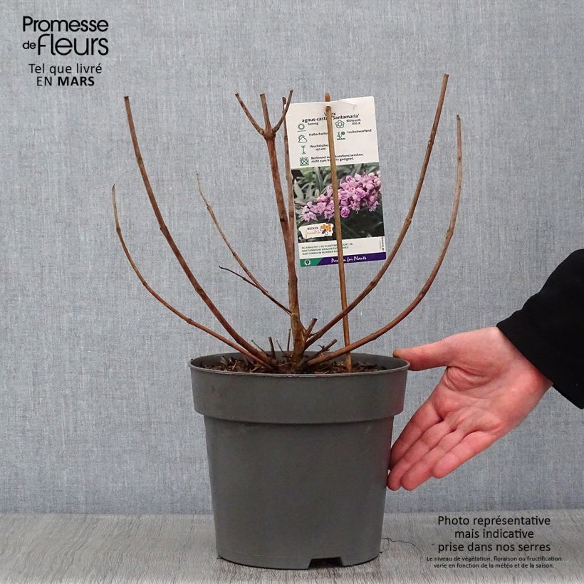 Spécimen de Vitex agnus-castus Santamaria - Gattilier Pot de 3L/4L tel que livré en hiver