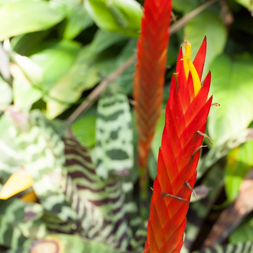 Vriesea Favoriet (Floraison)