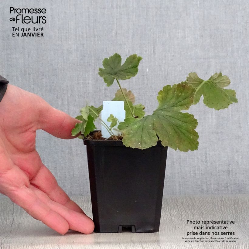 Spécimen de Waldsteinia geoides - Waldstenie faux-fraisier Godet de 8/9 cm tel que livré en hiver