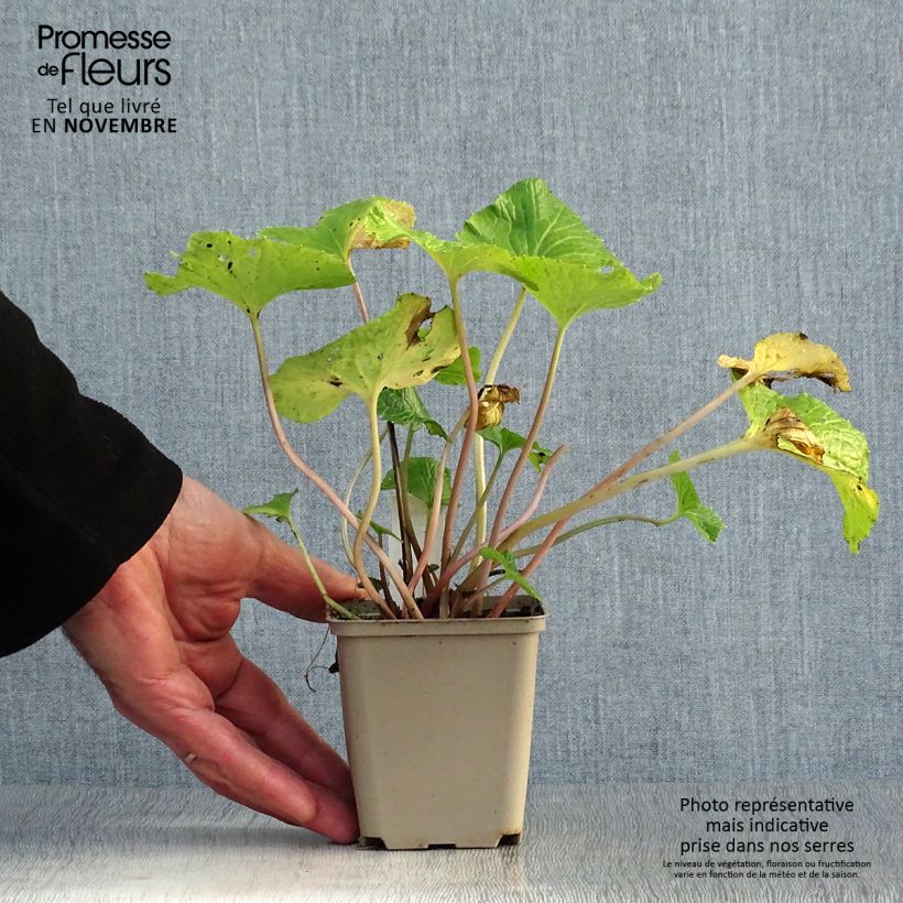 Spécimen de Wasabi japonais - Eutrema japonicum Godet de 8/9 cm tel que livré en automne