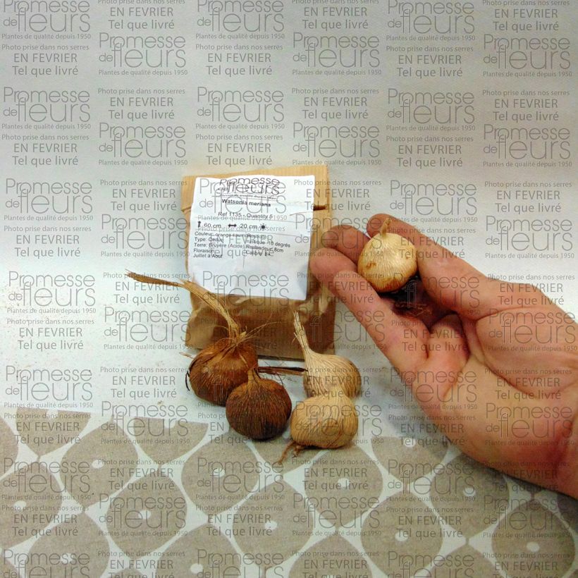 Exemple de spécimen de Watsonia meriana Bulbe calibre 8/10 tel que livré