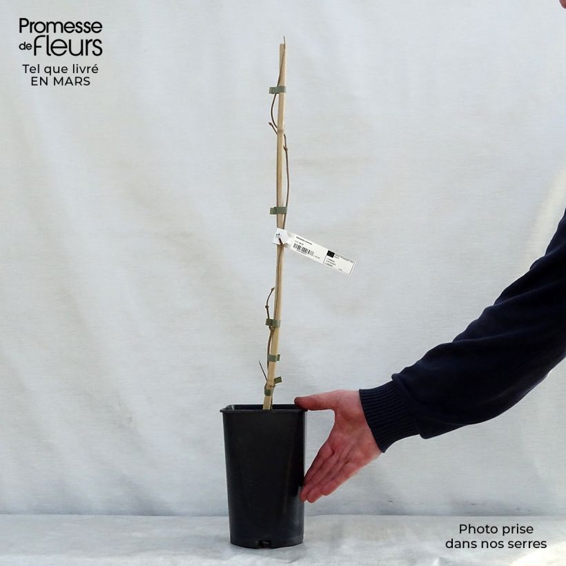 Spécimen de Wattakaka sinensis - Drégée de Chine Pot de 2L/3L tel que livré au printemps