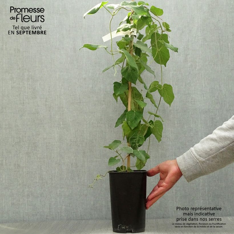 Spécimen de Wattakaka sinensis - Drégée de Chine Pot de 2L/3L tel que livré en automne
