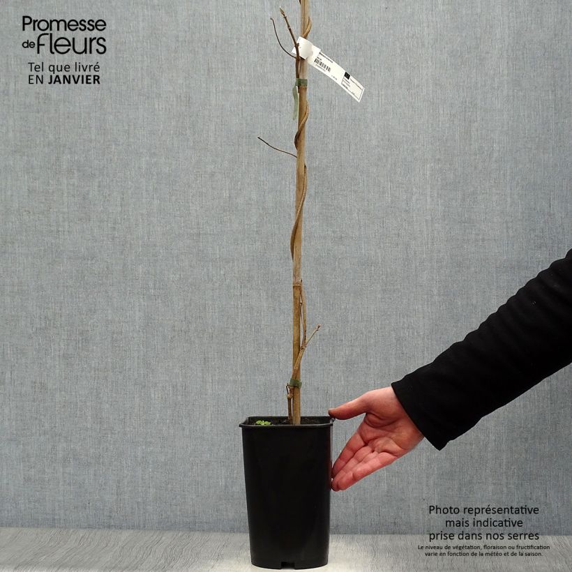 Spécimen de Wattakaka sinensis - Drégée de Chine Pot de 2L/3L tel que livré en hiver