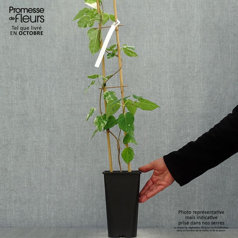 Spécimen de Wattakaka sinensis Variegata - Drégée de Chine Pot de 2L/3L tel que livré en automne