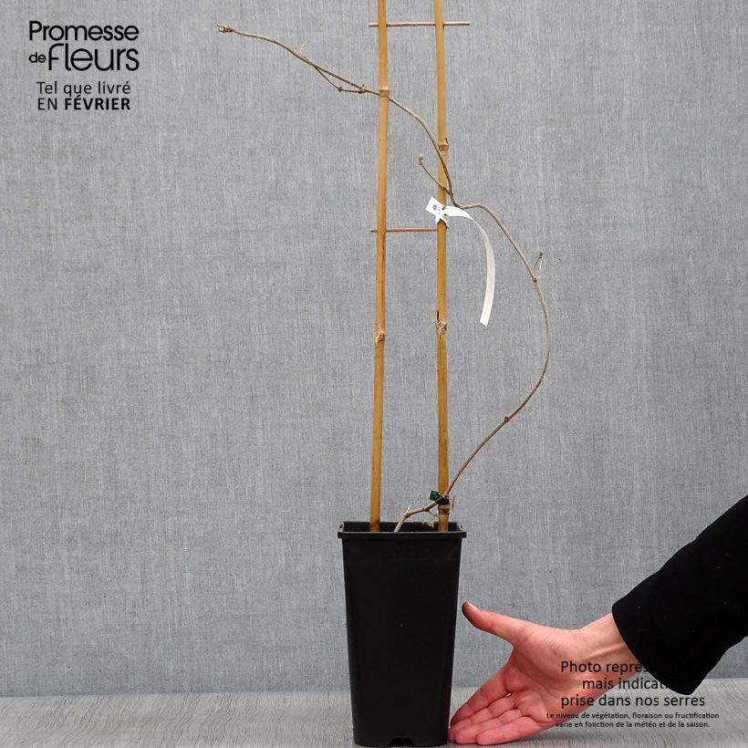 Spécimen de Wattakaka sinensis Variegata - Drégée de Chine Pot de 2L/3L tel que livré en hiver