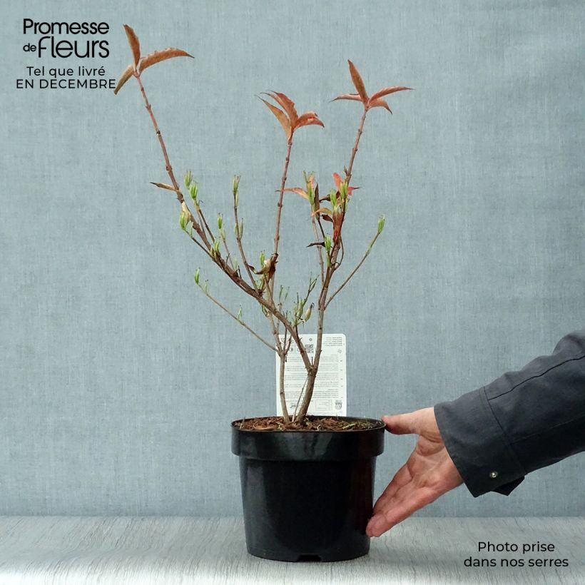 Spécimen de Weigela All Summer Red Pot de 3L/4L tel que livré en hiver