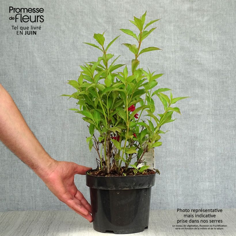 Spécimen de Weigela All Summer Red Pot de 3L/4L tel que livré en été