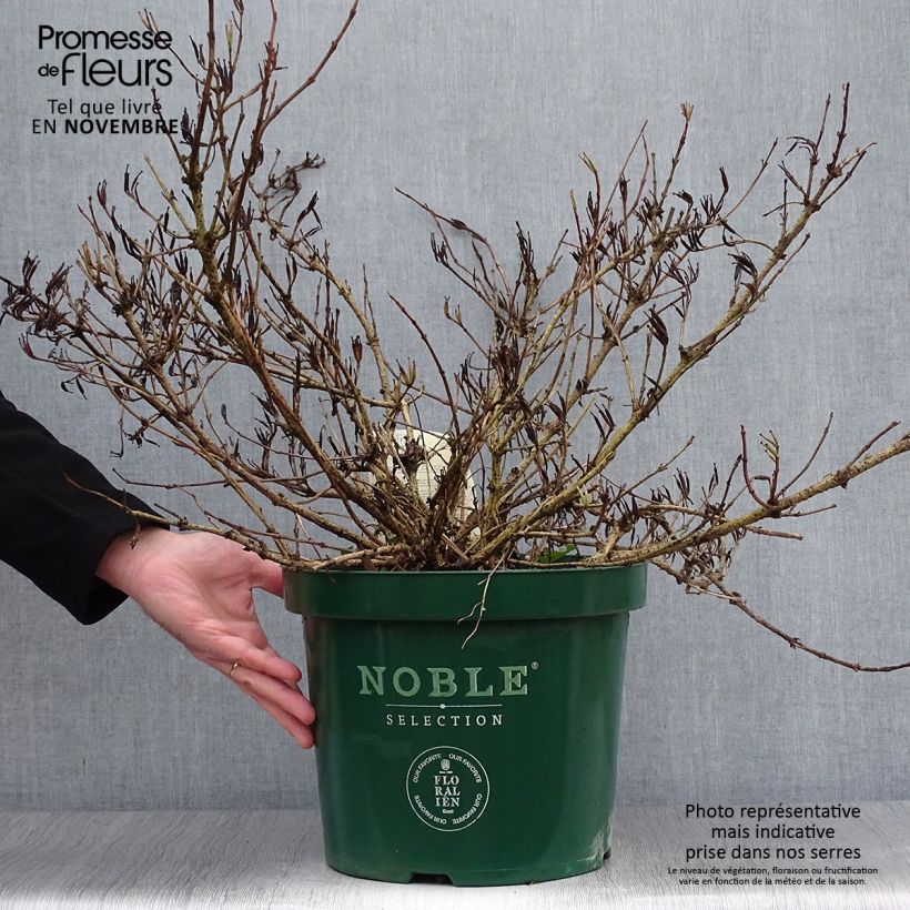 Spécimen de Weigela All Summer Red Pot de 7,5L/10L tel que livré en automne