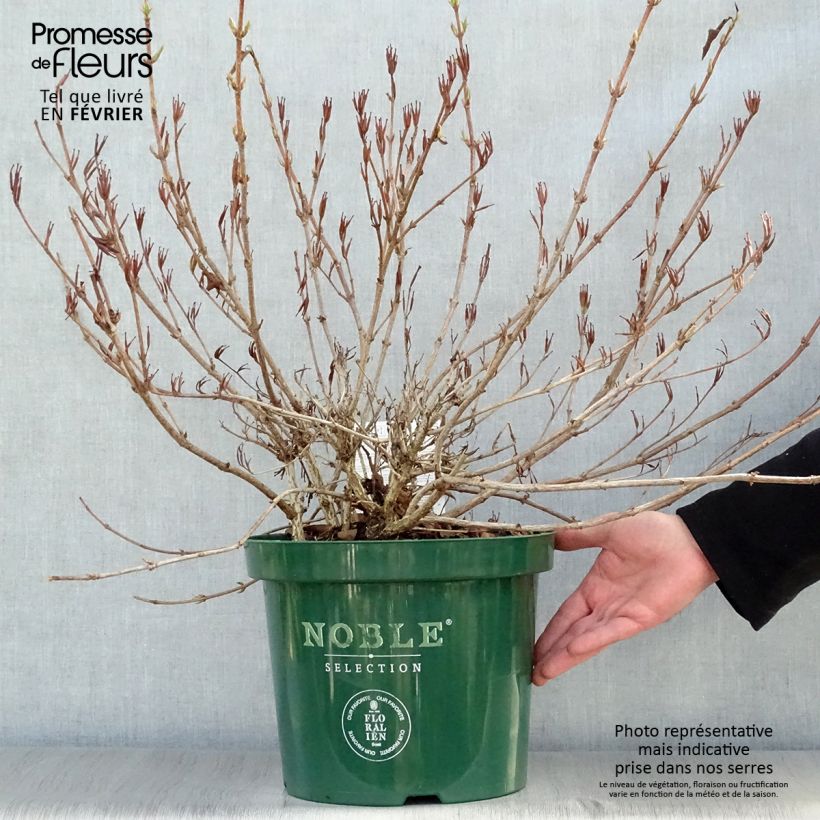 Spécimen de Weigela All Summer Red Pot de 7,5L/10L tel que livré en hiver