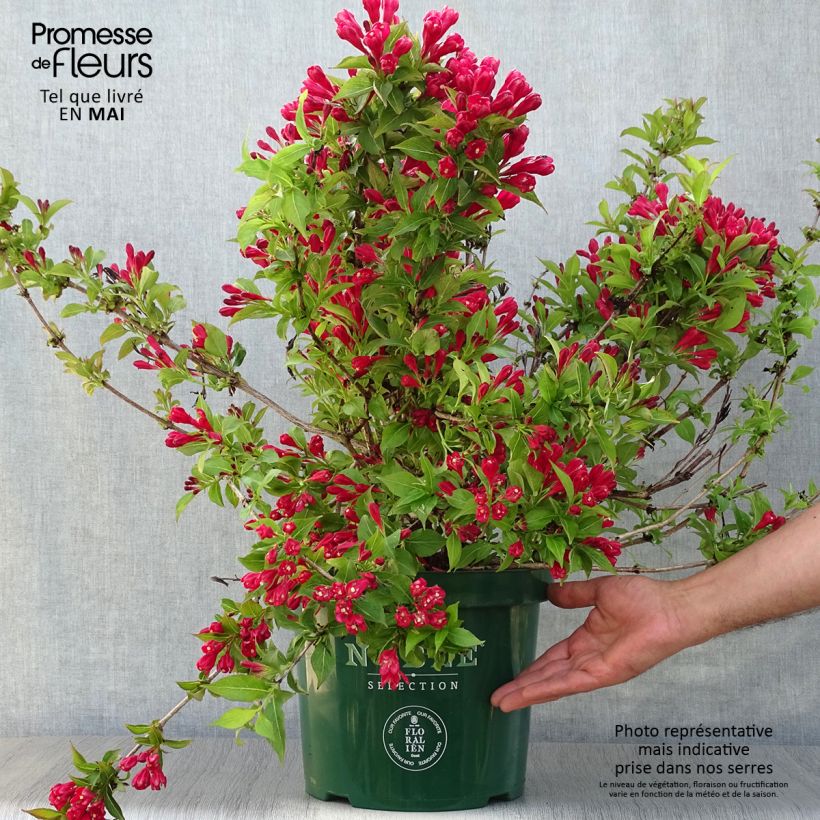 Spécimen de Weigela All Summer Red Pot de 7,5L/10L tel que livré au printemps
