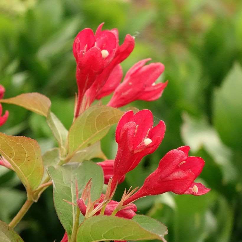 Weigela All Summer Red (Floraison)