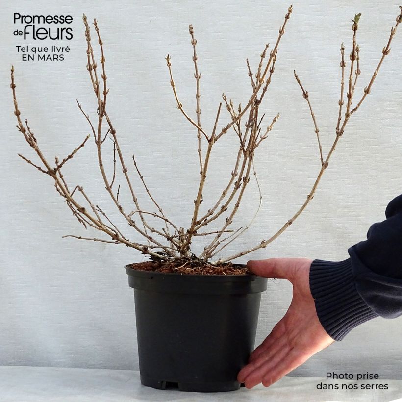 Spécimen de Weigela Black and White Pot de 3L/4L tel que livré au printemps