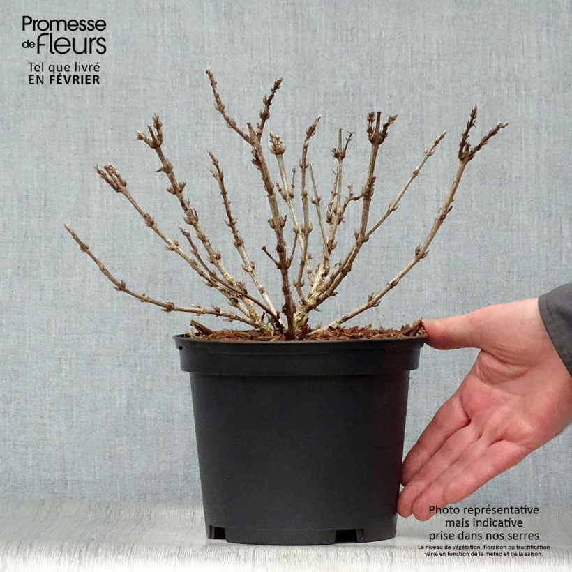 Spécimen de Weigela Black and White Pot de 3L/4L tel que livré en hiver