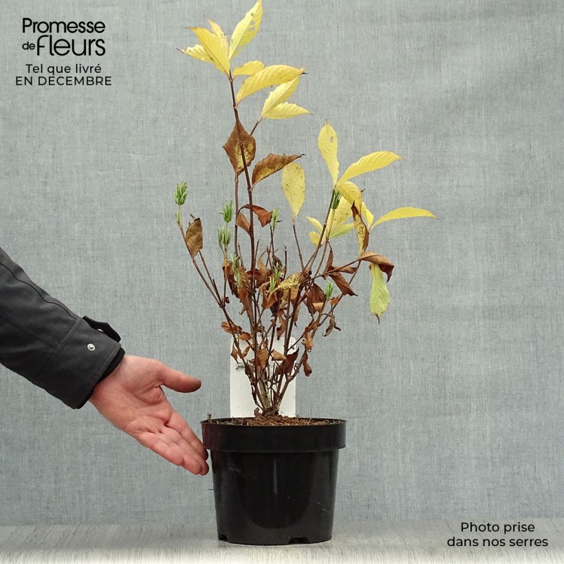 Spécimen de Weigela Candida - Weigélia Pot de 3L/4L tel que livré en hiver