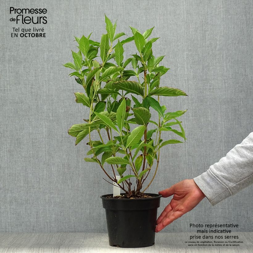 Spécimen de Weigela Candida - Weigélia Pot de 3L/4L tel que livré en automne