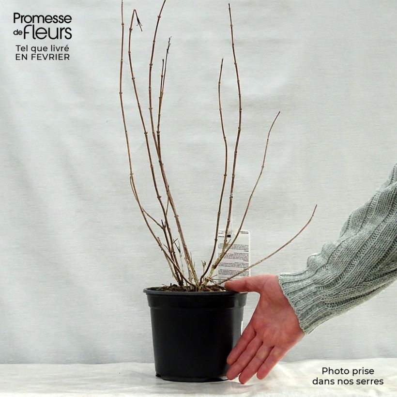 Spécimen de Weigela florida Bristol Ruby Pot de 2L/3L tel que livré en hiver