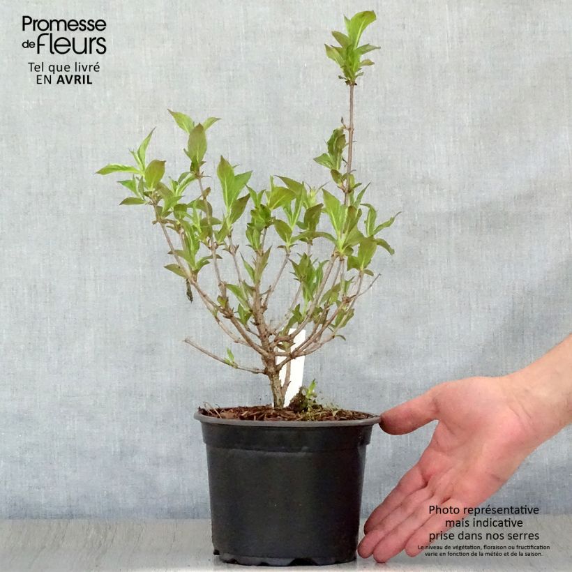 Spécimen de Weigela florida Bristol Ruby Pot de 2L/3L tel que livré au printemps