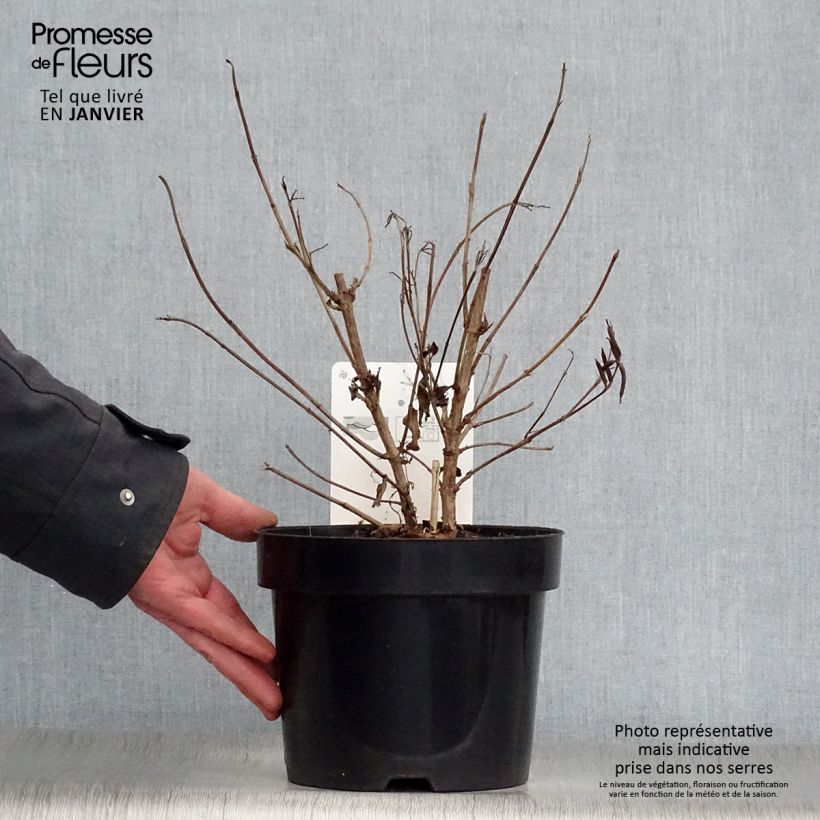 Spécimen de Weigela Milk and Honey Pot de 2L/3L tel que livré en hiver