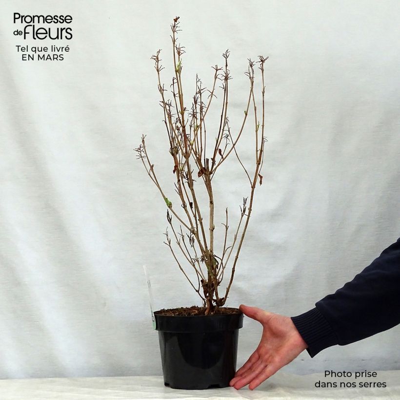 Weigela florida Milk and Honey Maceta 2L/3L Ejemplar entregado en la primavera