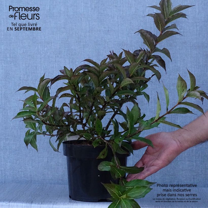 Spécimen de Weigela Minuet Pot de 2L/3L tel que livré en automne