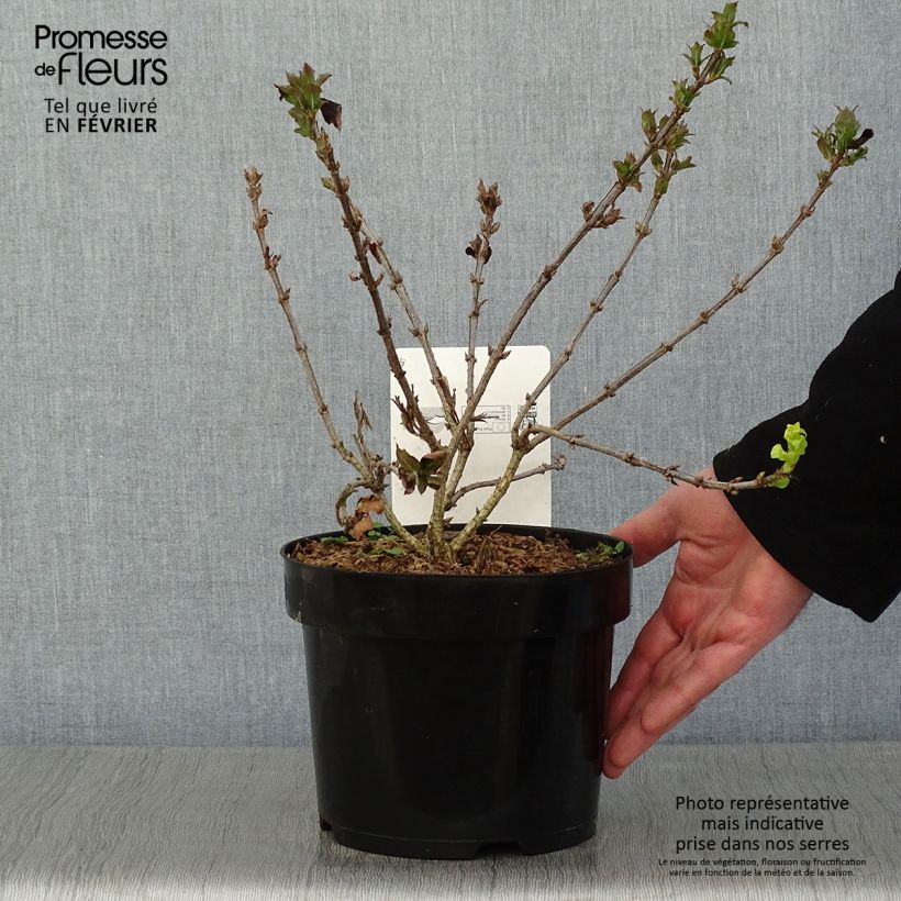 Spécimen de Weigela Minuet Pot de 2L/3L tel que livré en hiver