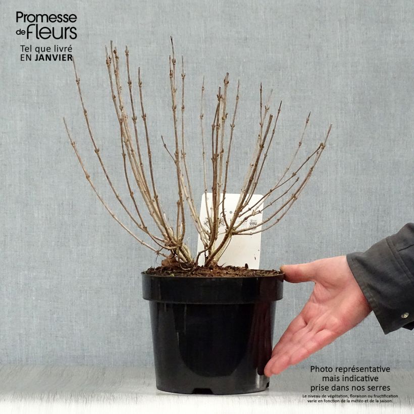 Spécimen de Weigela Nain rouge Courtanin Pot de 3L/4L tel que livré en hiver