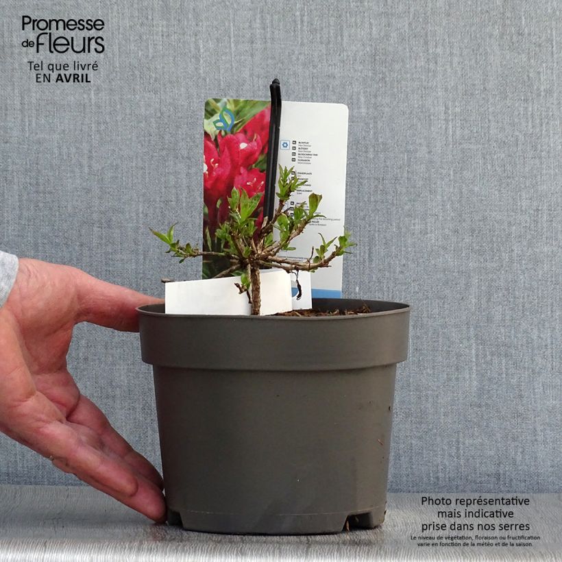 Spécimen de Weigela Picobella Rosso Pot de 2L/3L tel que livré au printemps