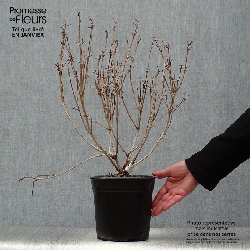 Spécimen de Weigela Snowflake Pot de 3L/4L tel que livré en hiver