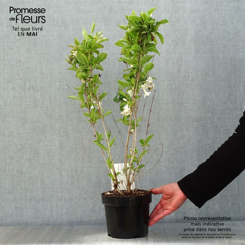 Spécimen de Weigela Snowflake Pot de 3L/4L tel que livré au printemps