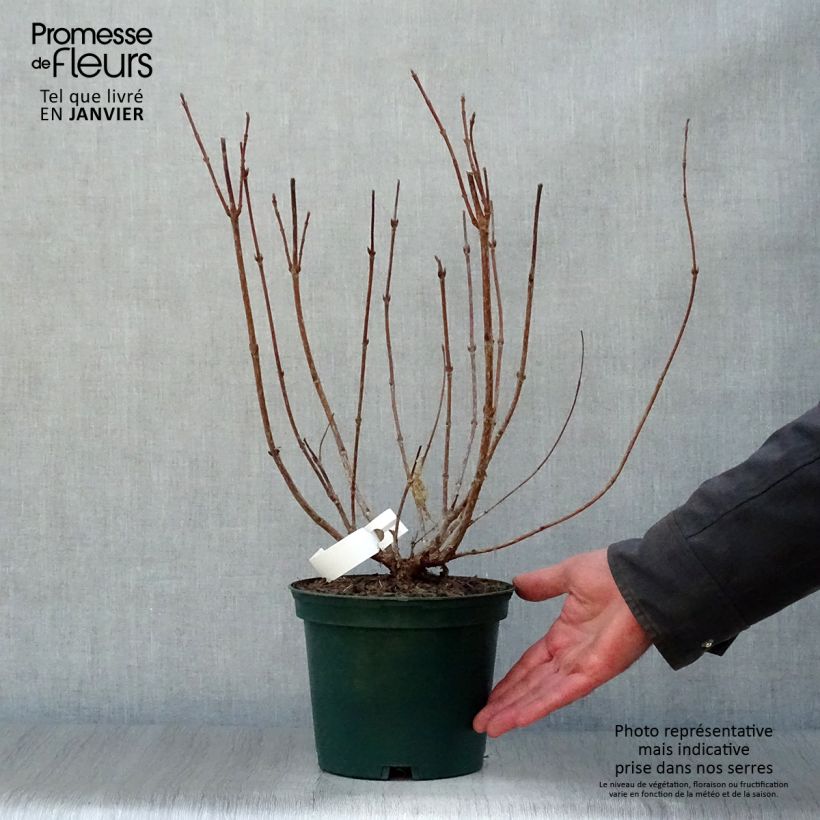 Spécimen de Weigela Stelzneri Pot de 2L/3L tel que livré en hiver