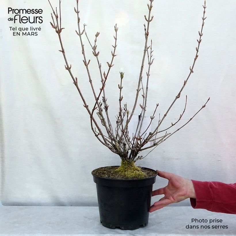 Spécimen de Weigela Stelzneri Pot de 7,5L/10L tel que livré en hiver