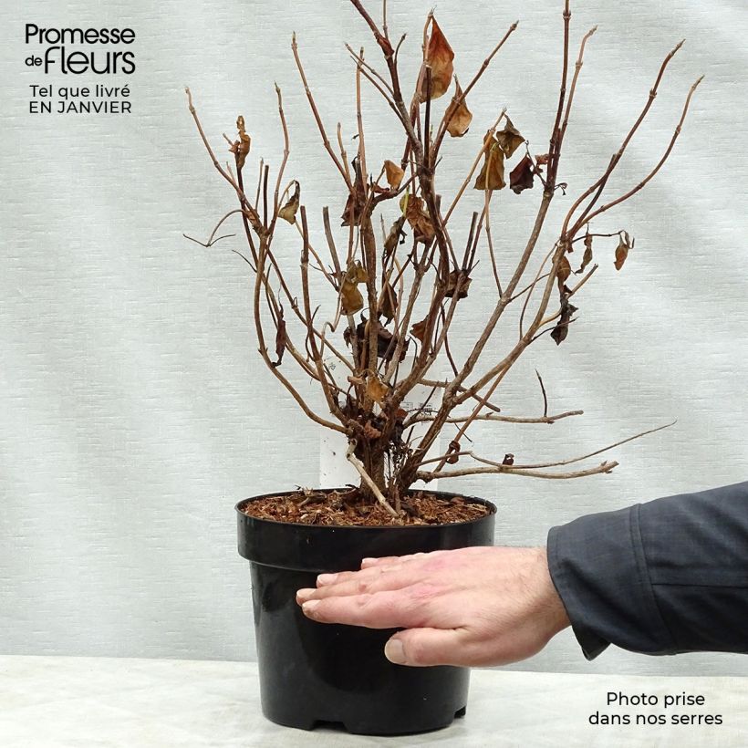 Spécimen de Weigela Wings of Fire  Pot de 3L/4L tel que livré en hiver