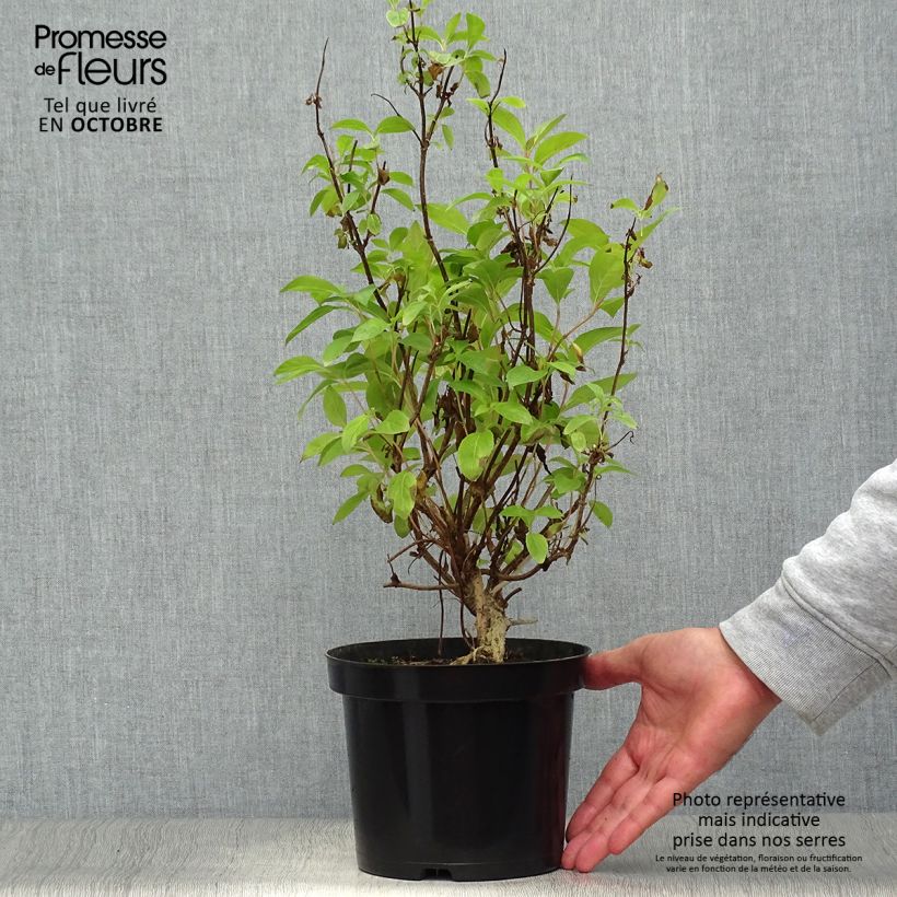 Spécimen de Weigela Wings of Fire  Pot de 3L/4L tel que livré en automne
