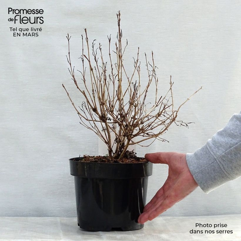 Spécimen de Weigela florida Alexandra - Weigélia Pot de 2L/3L tel que livré au printemps