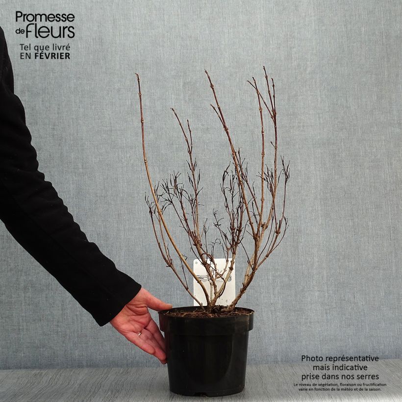 Spécimen de Weigela florida Alexandra - Weigélia Pot de 2L/3L tel que livré en hiver