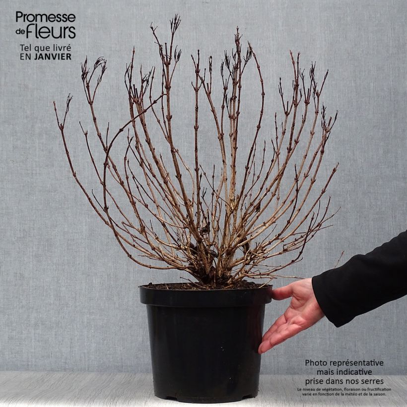 Spécimen de Weigela florida Alexandra - Weigélia Pot de 4L/5L tel que livré en hiver