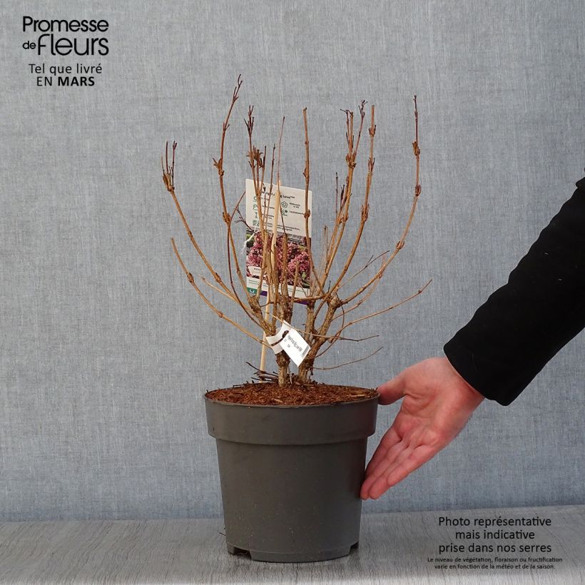 Spécimen de Weigela florida Big Love Pot de 3L/4L tel que livré en hiver