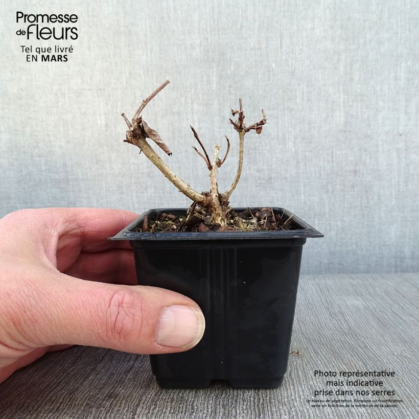 Spécimen de Weigela florida Bristol Ruby Godet de 8/9 cm tel que livré en hiver