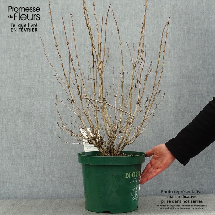 Spécimen de Weigela florida Ebony and Ivory Pot de 7,5L/10L tel que livré en hiver