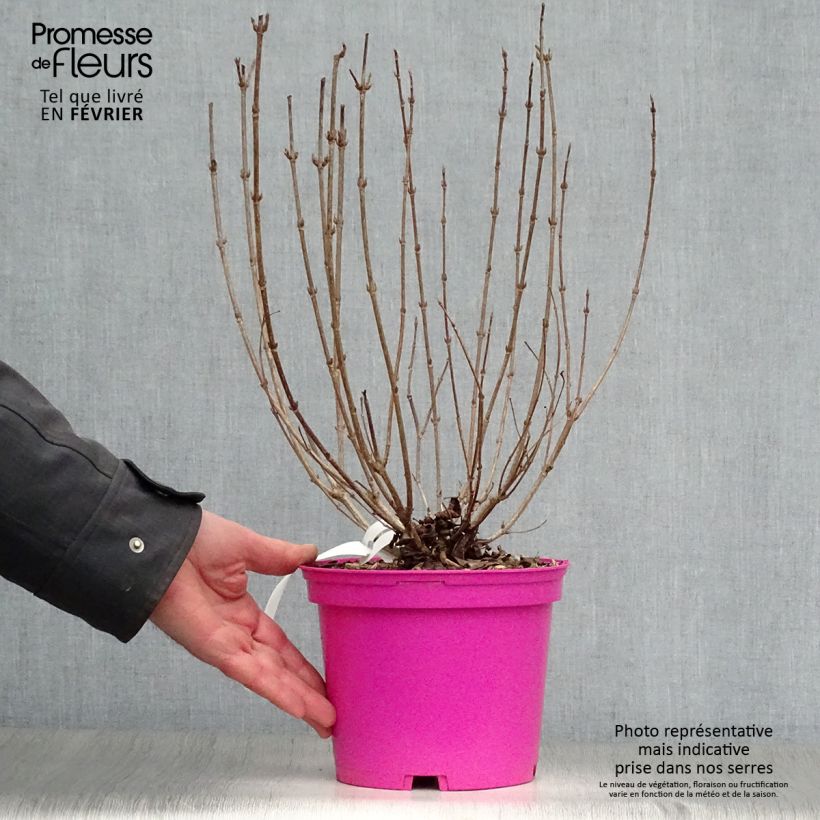 Spécimen de Weigela florida Foliis Purpureis - Weigela florida Purpurea - Weigelia pourpre Pot de 2L/3L tel que livré en hiver